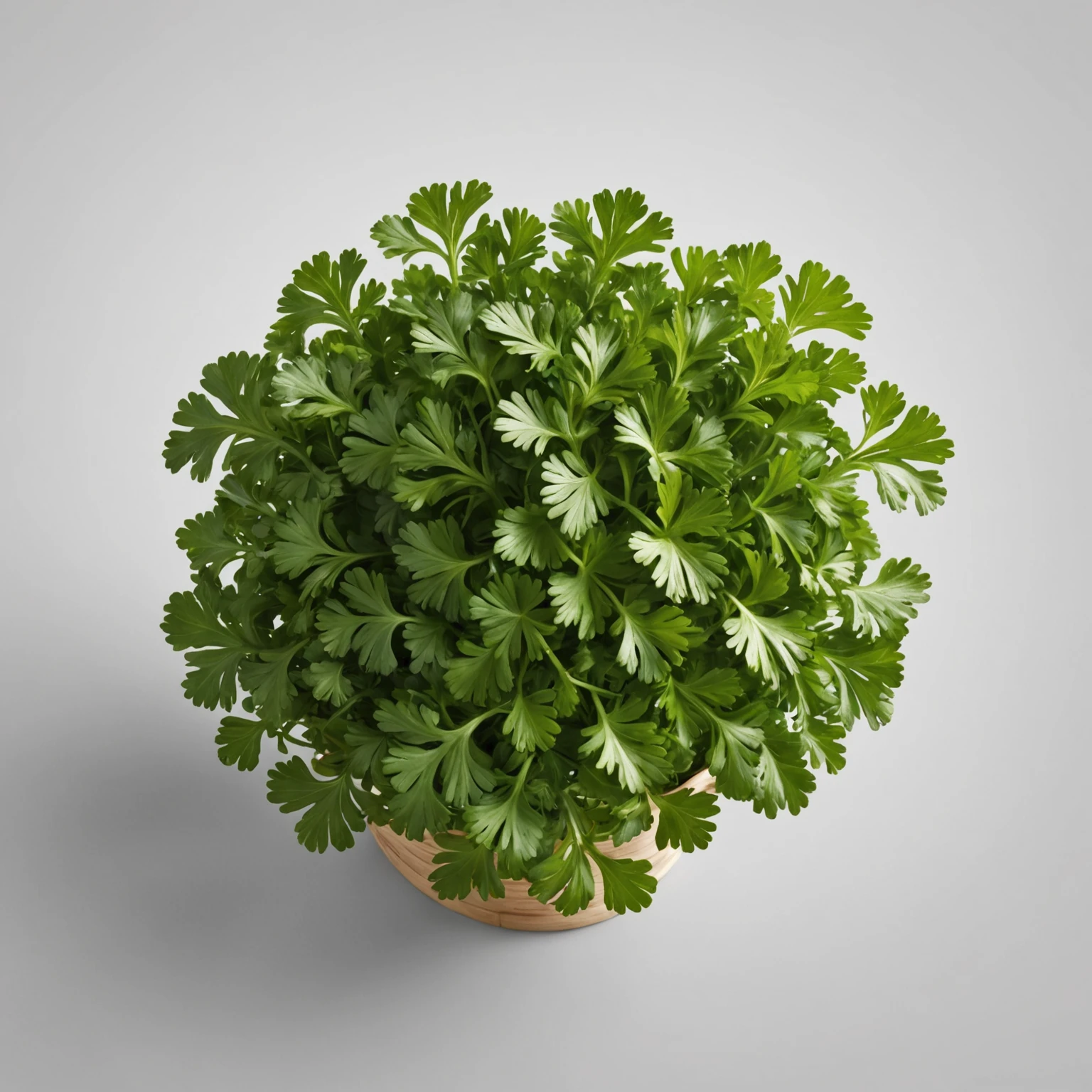 Fresh Parsley